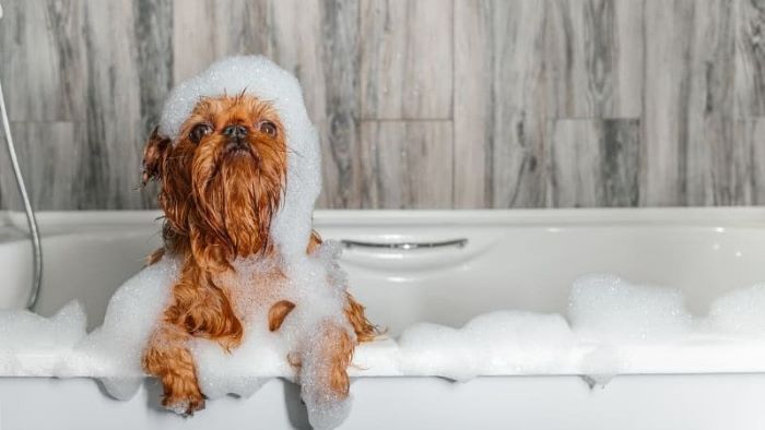 How Long After Being Neutered Can a Dog Have a Bath