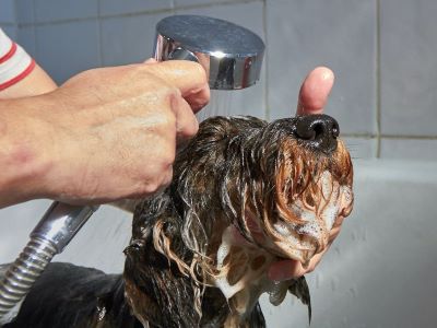 dog taking a shower dog taking a shower