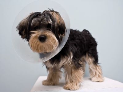 dog in elizabethan collar