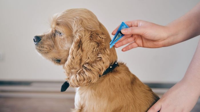 How Long After Flea Treatment Can I Bathe My Dog? Guidelines! - WeWantDogs