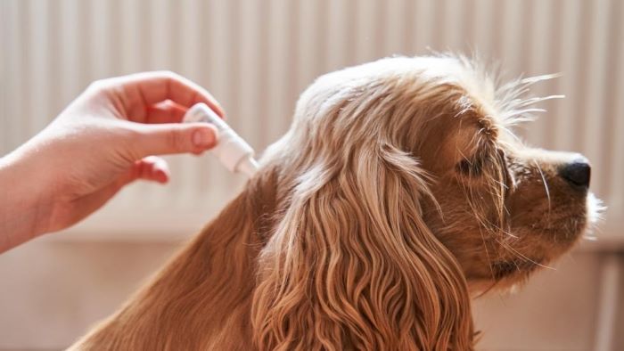 How Long After Flea Treatment Can I Bathe My Dog How Long After Flea Treatment Can I Bathe My Dog