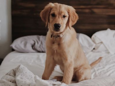dog on the bed dog on the bed