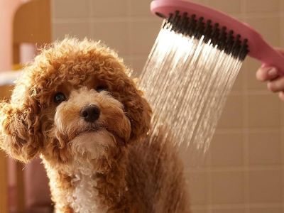 washing dog under shower washing dog under shower