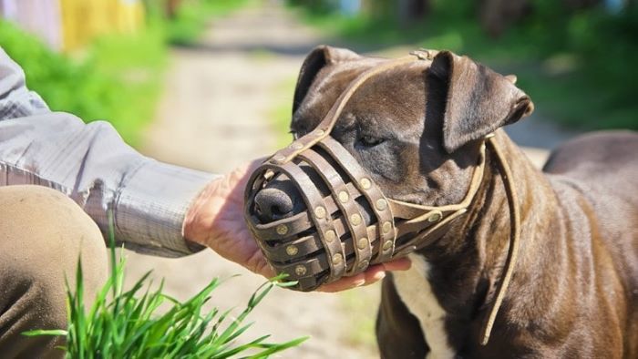 How Long Can a Dog Wear a Muzzle How Long Can a Dog Wear a Muzzle