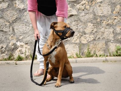 dog in a muzzle and leash