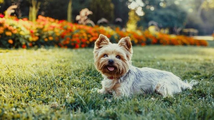 How Many Chromosomes Do Dogs Have How Many Chromosomes Do Dogs Have