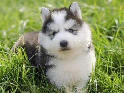 wolf dog DNA wolf dog DNA
