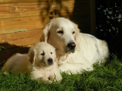 puppy with mother