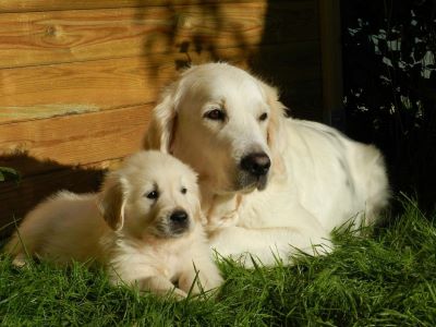 puppy with mother puppy with mother