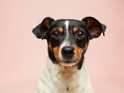 How Many Chromosomes Do Dogs Have How Many Chromosomes Do Dogs Have