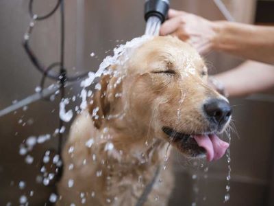 washing dog paws washing dog paws