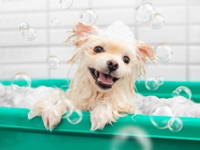 happy dog in tub happy dog in tub
