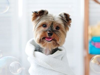 happy dog wrapped in towel happy dog wrapped in towel