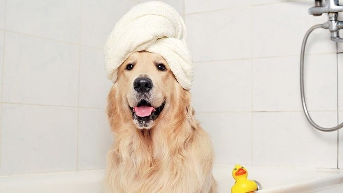 How to Give a Dog a Bath in the Tub