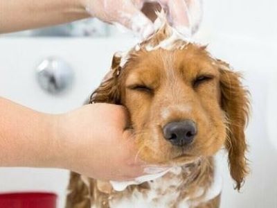 dog applying shampoo