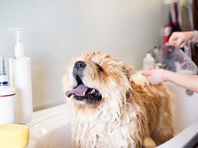 dog enjoying in the bath 