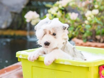 dog enjoying in the bath dog enjoying in the bath