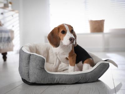 dog sitting in dog bed 