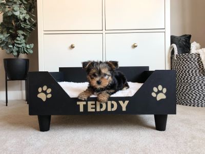 dog sitting in dog bed 