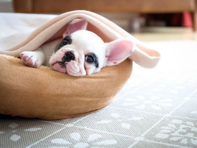 happy dog in bed 