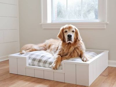 happy dog in bed happy dog in bed