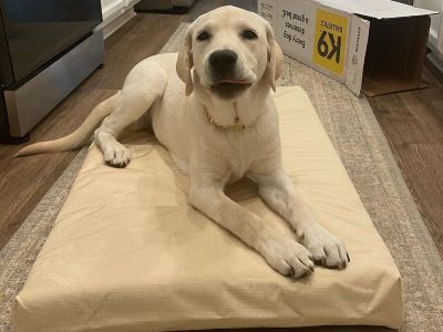 How to Make a Dog Bed