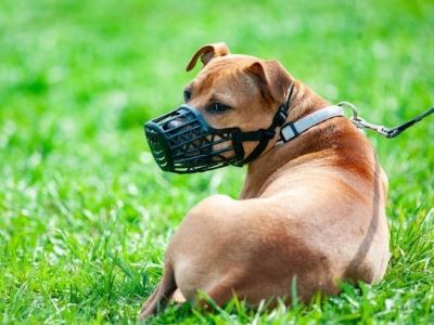 dog in the garden with a muzzle