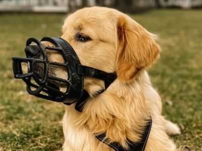 muzzle training the dog 