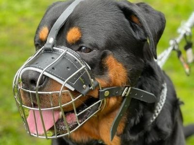 How to Muzzle Train a Dog How to Muzzle Train a Dog