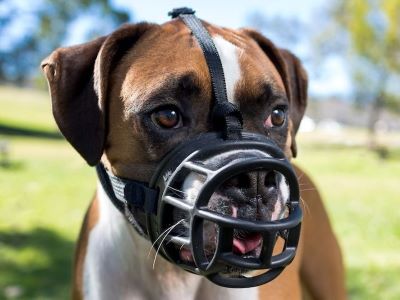 muzzle training a dog 