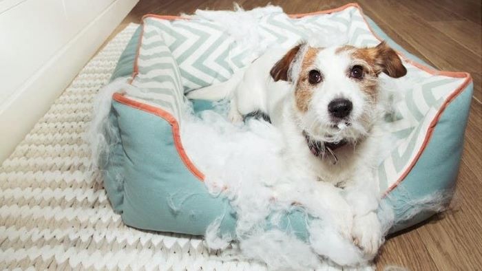 How to Stop Dogs From Chewing Beds How to Stop Dogs From Chewing Beds