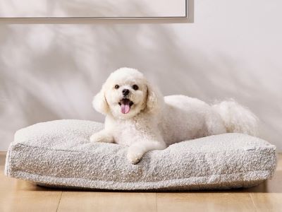 happy dog on the bed happy dog on the bed