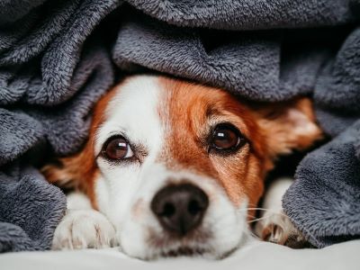 happy dog in the bed happy dog in the bed