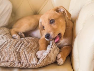 How to Stop Dogs From Chewing Beds