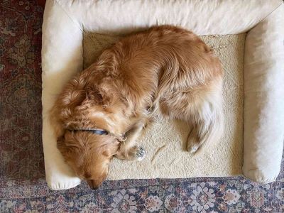 washing dog bed washing dog bed
