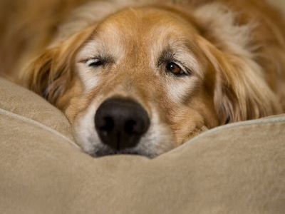 happy dog in the bed happy dog in the bed