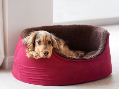 How to Wash a Dog Bed How to Wash a Dog Bed