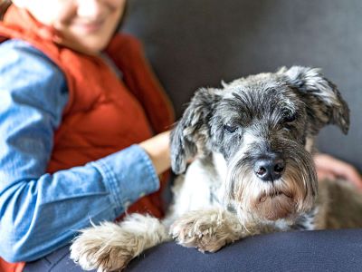 why Schnauzers are the worst dogs? why Schnauzers are the worst dogs?