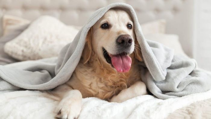 What Do Dogs Do All Day What Do Dogs Do All Day