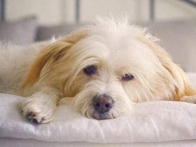 a dog sleeping a dog sleeping