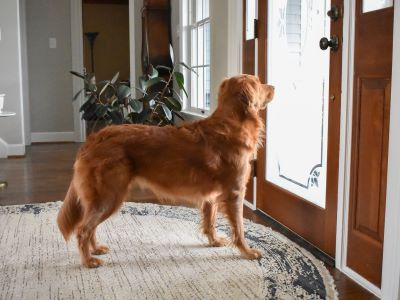 golden retriever dog waiting by the door
