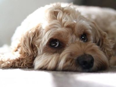 a poodle sleeping on the sofa a poodle sleeping on the sofa