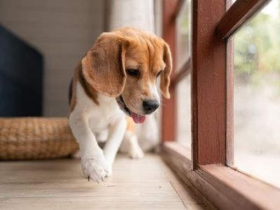 happy beagle waiting at the window