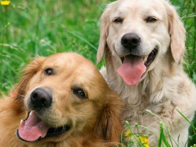 What Do Dogs Do All Day What Do Dogs Do All Day