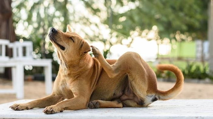 What Is Apoquel for Dogs What Is Apoquel for Dogs