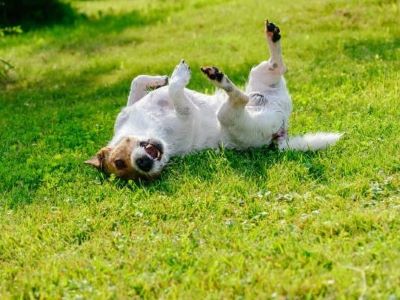 dog rolling on the grass due to itching dog rolling on the grass due to itching