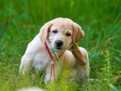 dog scratching on the grass due to itching dog scratching on the grass due to itching
