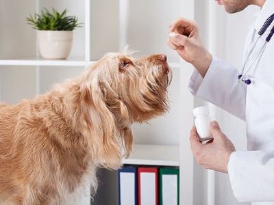 dog with the vet dog with the vet