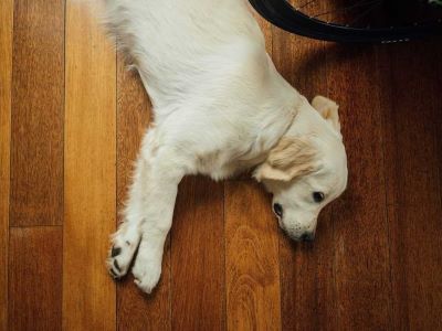 dog having stomach issues dog having stomach issues