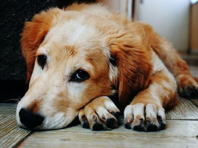 dog having stomach issues dog having stomach issues